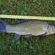 Tench