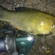 Tench