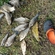 Tench