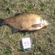 Carp bream