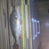 Eurasian perch