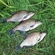 Carp bream