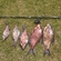Carp bream