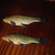 Tench