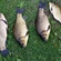 Crucian carp