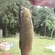 Grass carp
