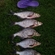 Carp bream