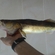 Pike perch