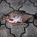 Carp bream