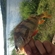 Eurasian perch