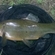 Tench