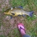 Tench