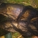 Black carp
