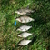 Carp bream