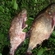 Carp bream