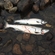 Atlantic salmon