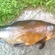 Tench