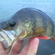 Eurasian perch