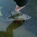 Eurasian perch