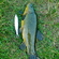 Tench