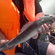 Pike perch