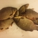Prussian carp