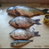 Carp