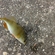 Eurasian perch