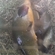 Tench