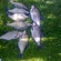 Carp bream