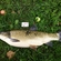 Grass carp
