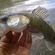 Pike perch