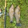 Tench