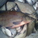 Carp bream