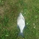 Carp bream