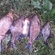 Carp bream