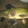 Tench