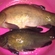 Tench