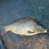Carp