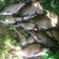 Carp bream