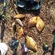 Crucian carp