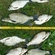 Carp bream