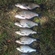 Carp bream