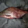 Carp bream