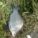 Prussian carp