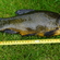 Tench
