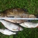 Carp bream