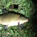 Tench