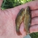 Tench