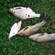Tench